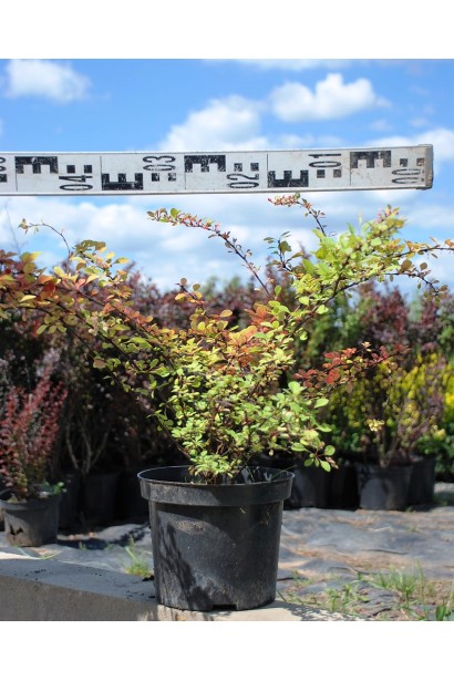 Барбарис Тунберга Наташа в горщику