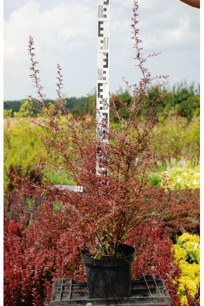 Барбарис тунберга Red Dream высота 50-70 см