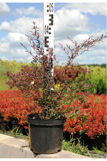 Барбарис Тунберга Ред Дрим саженец