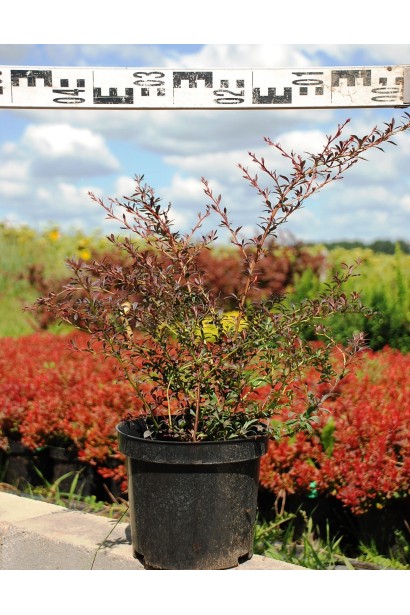 Барбарис тунберга Red Dream диаметр 40-45 см