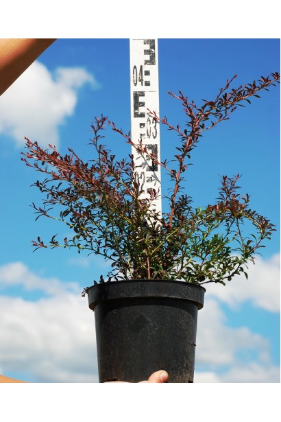 Барбарис Ред Дрим в контейнере 3 л