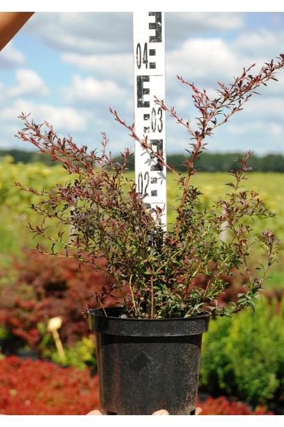 Барбарис Тунберга Ред Дрим 3л высота 30-40 см