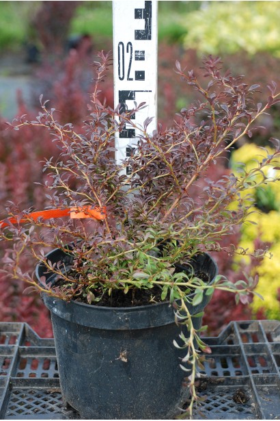 Барбарис Тунберга Ред Дрим в горшке 20-25 см