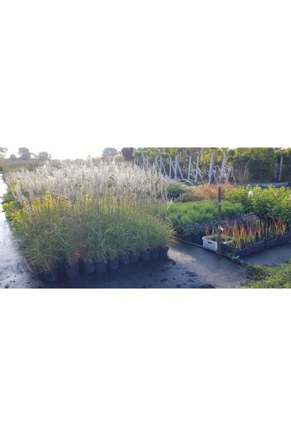 Міскантус Клейн Сільберспайн саджанці в садовому центрі