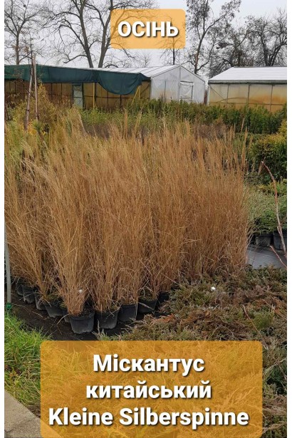 Міскантус китайський Клейн Сільберспайн саджанці в горщиках восени