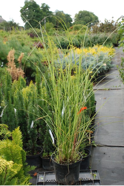 Міскантус китайський Клейн Сільберспайн саджанець в контейнері