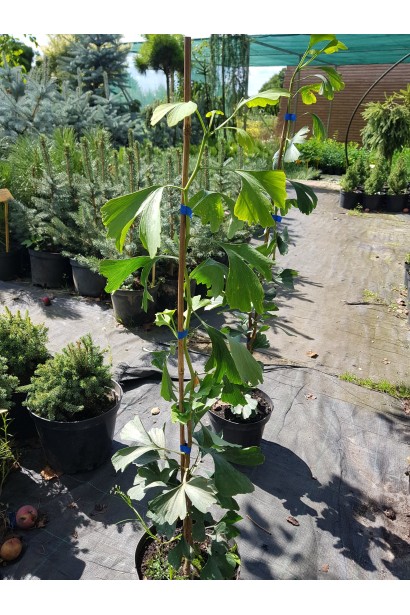 Гінкго білоба Менхір в контейнері 