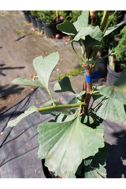 Гінкго білоба Менхір віялоподібне листя