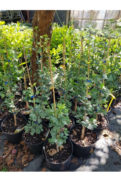 Гінкго білоба Менхір з опорою бамбук