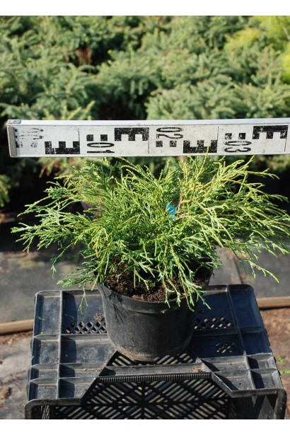 Кипарисовик Филифер Нана контейнер 3 л диаметр 30-40 см