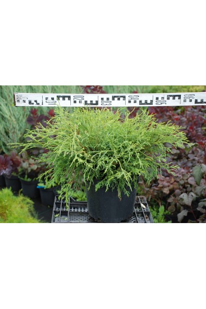 Кипарисовик Филифер Нана горшок 5 л диаметр 50-60 см