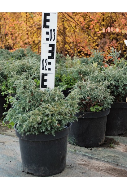 Кипарисовик Бэби Блю контейнер 3 л 10-15 см