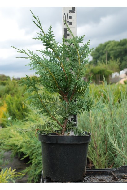 Кипарисовик нутканський Глаука в горщику 3 л 30-40 см