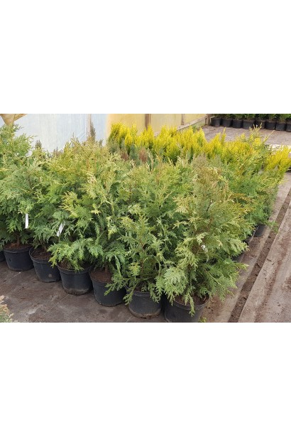 Кипарисовик нутканський Глаука саджанці в садовому центрі