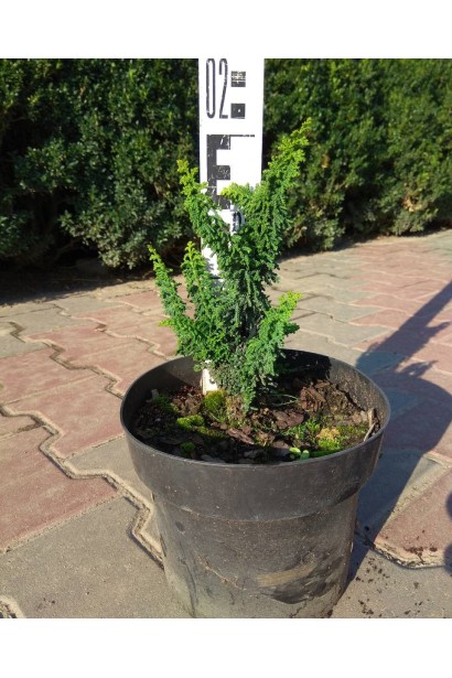 Кипарисовик Чірімен горщик С3 15-20 см