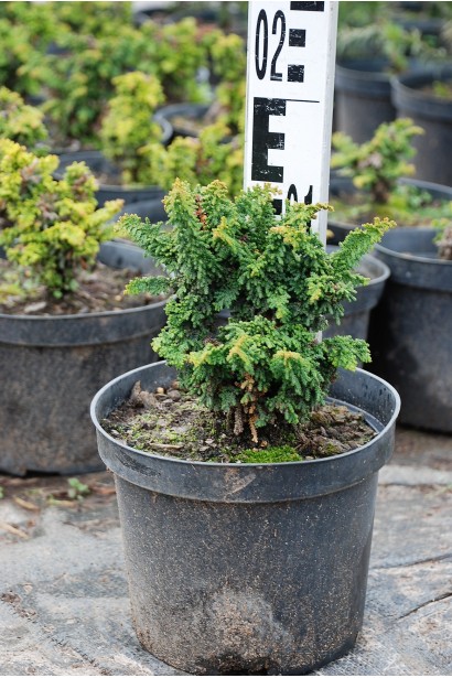 Кипарисовик туполистий Чірімен в контейнері 3 л 