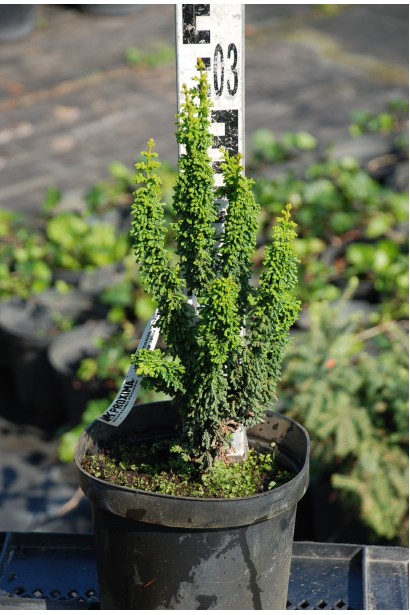 Кипарисовик туполистий Чірімен 20-30 см