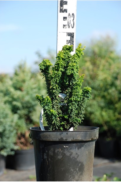 Кипарисовик хінокі Чірімен 