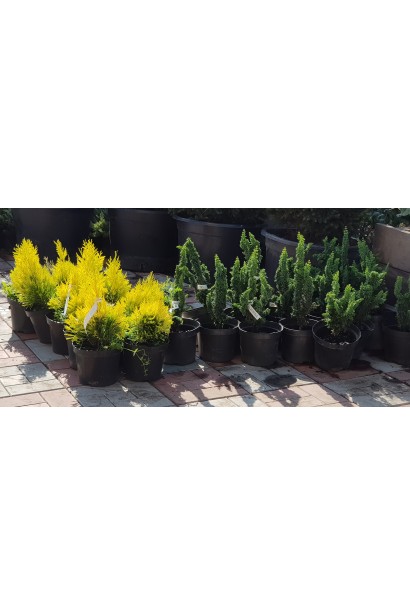 Кипарисовик Chirimen саджанці справа