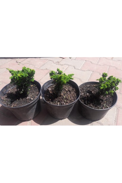 Кипарисовик тупий Чірімен саджанці в контейнері 3 л