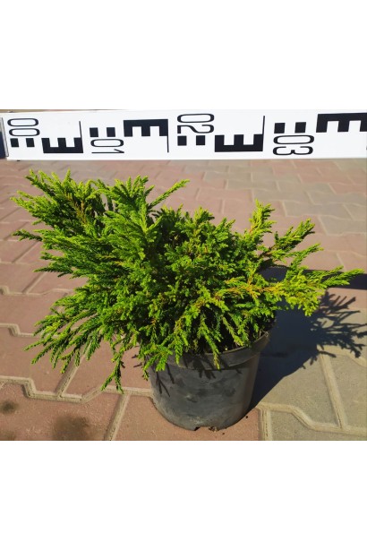 Криптомерія японська Літл Чемпіон діаметр 30-40 см