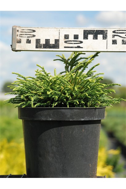 Криптомерія Літл Чемпіон діаметр 15-20 см