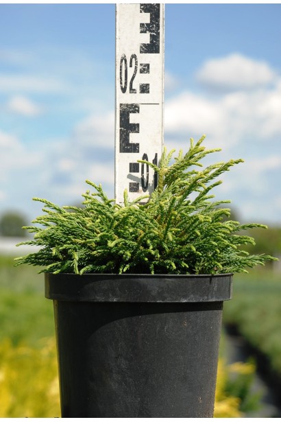 Криптомерія японська Літл Чемпіон висота 10-15 см