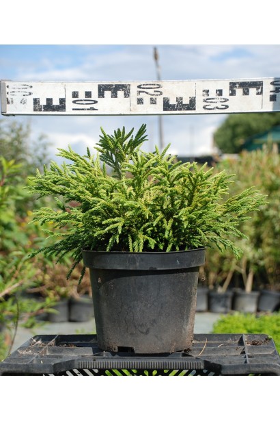 Криптомерія японська Літл Чемпіон контейнер 5 л діаметр 30-40 см