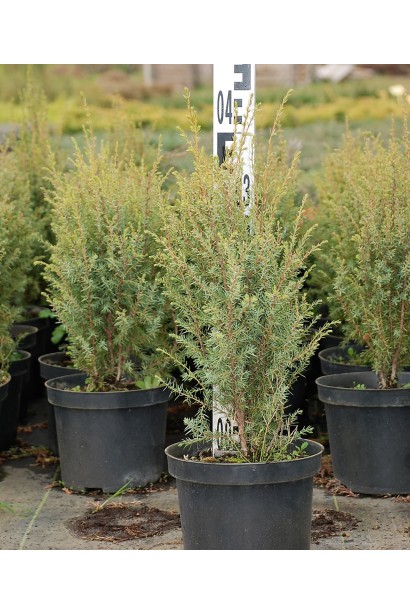 Можжевельник обыкновенный Сентинел в горшке 5 л, высота 30-40 см