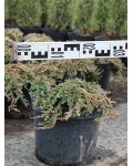 Ялівець горизонтальний Панкейк | Можжевельник горизонтальный Панкейк | Juniperus horizontalis Pancake