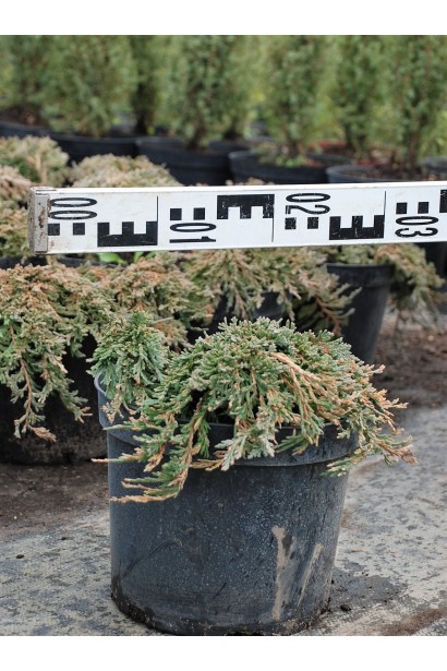 Ялівець Pancake діаметр 20-30 см