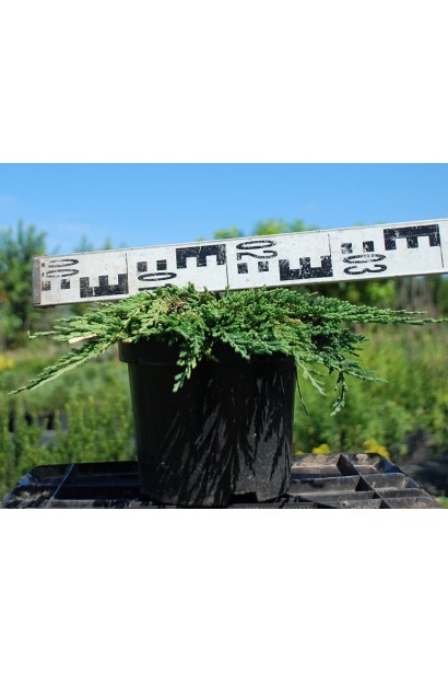 Ялівець Панкейк саджанець С3, діаметр 30-35 см