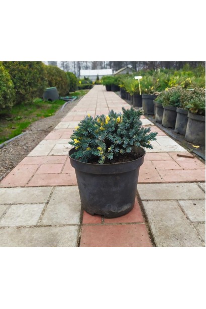 Ялівець лускатий Флореант - 3л/10-15см/Ø20-25см