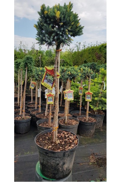 Ялівець лускатий Флореант на штамбі