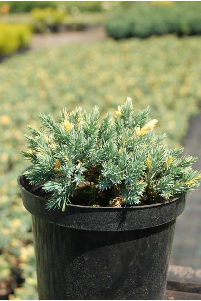 Ялівець лускатий Флореант - 3л/10-15см/Ø20-25см