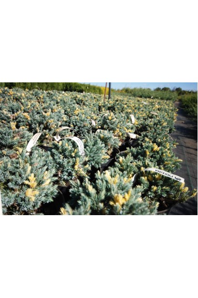 Ялівець лускатий Флореант в садовому центі