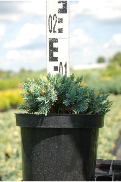 Ялівець лускатий Флореант