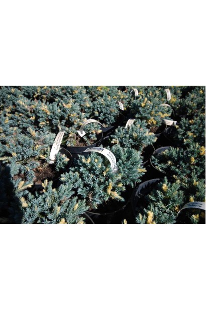 Ялівець лускатий Флореант в садовому центі