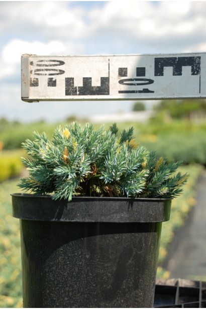 Ялівець лускатий Флореант