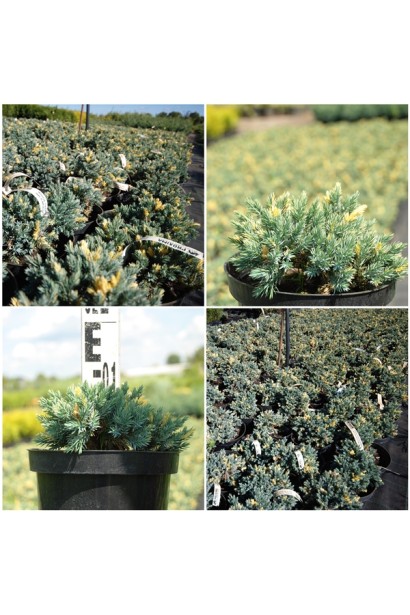 Juniperus squamata Floreant