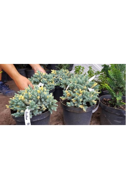 Ялівець лускатий Флореант