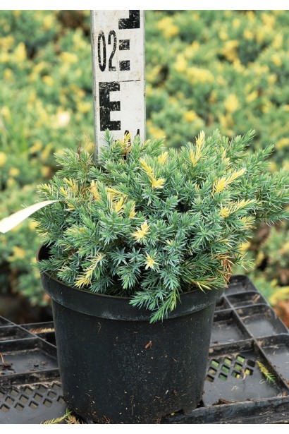 Ялівець лускатий Флореант - 3л/10-15см/Ø20-25см