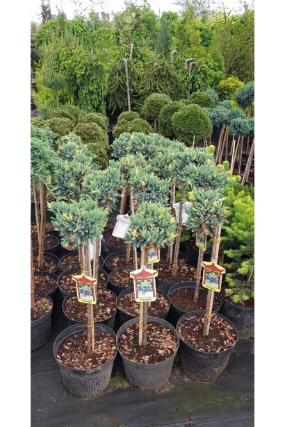 Juniperus squamata Floreant