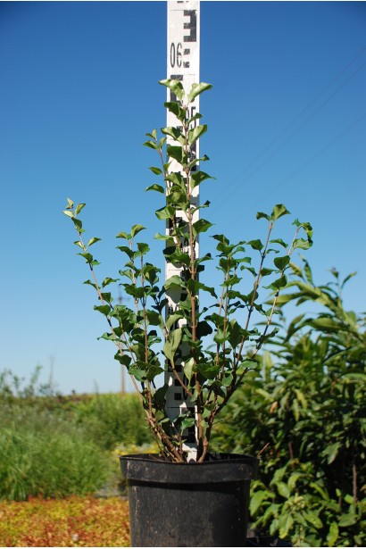 Бузок Меєра Палібін в контейнері