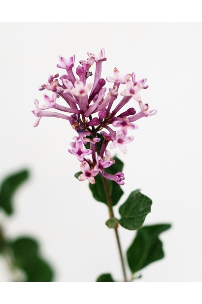 Квіти бузку Syringa Palibin