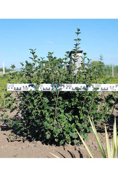 Бузок Меєра Палібін