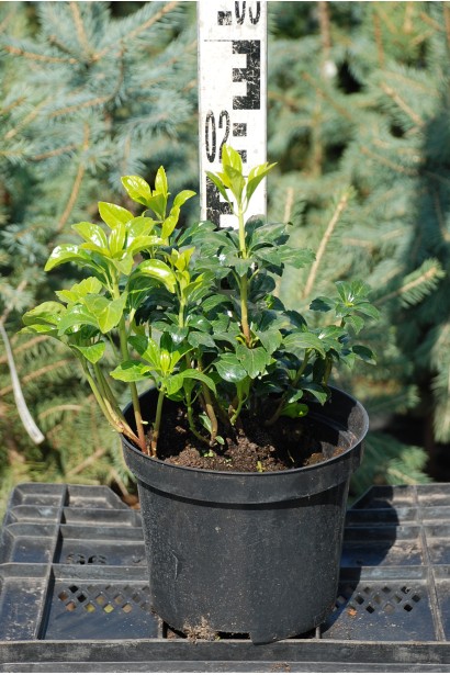 Пахізандра верхівкова Грін Шин 15-20см