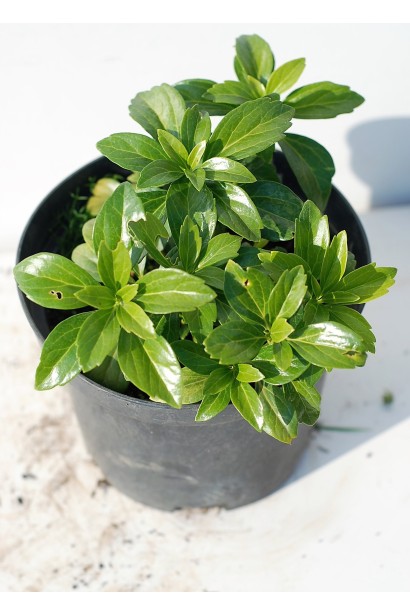 Пахізандра верхівкова Грін Шин в контейнері