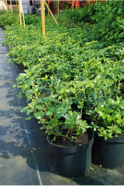 Pachysandra terminalis Green Sheen