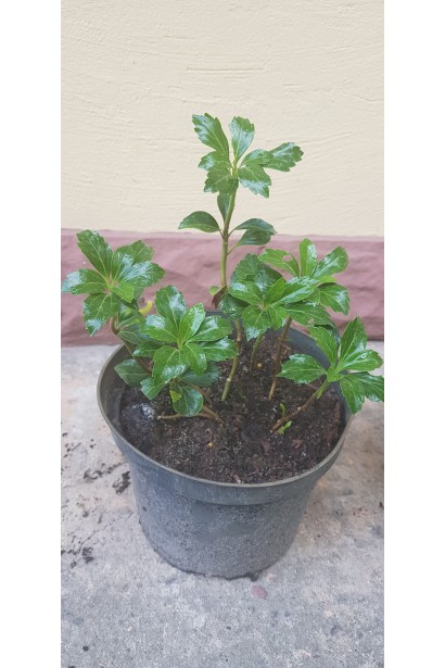 Pachysandra terminalis Green Sheen